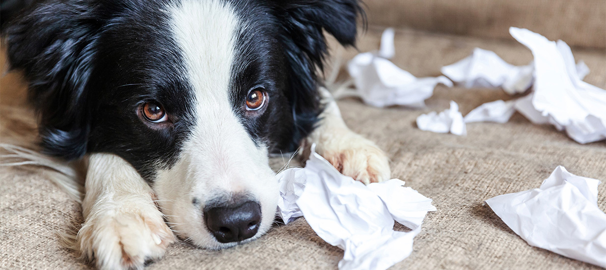 Un chien triste noir et blanc est allongé sur une moquette, entouré de morceaux de papier déchirés et froissés.